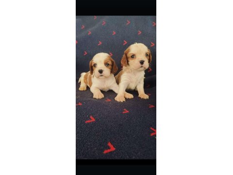Sağlıklı Cavalier King Charles Yavruları