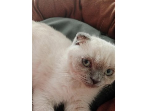 2 Buçuk Aylık Yavru Kedimiz