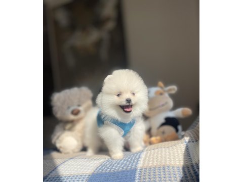 Ayı Surat Pomeranian Boo Köpeklerimiz