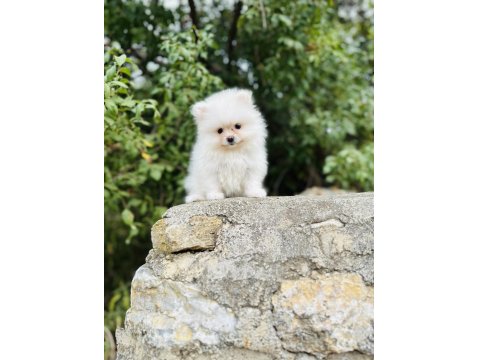 Ruhsatlı İşletmeden Her Renk Pomeranian Boo