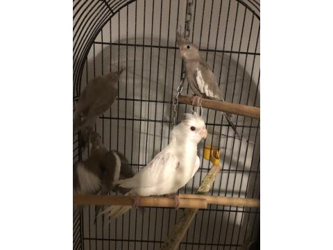 Yavru Sultan Papağanları 4-5 Aylık