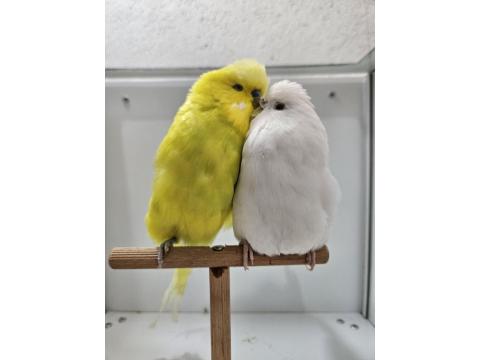 Yeni Eşleme Show Jumbo Ve Jumbo Çift Muhabbet Kuşlar