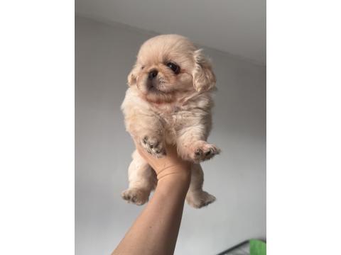 A Kalite Pekinez Minyatür