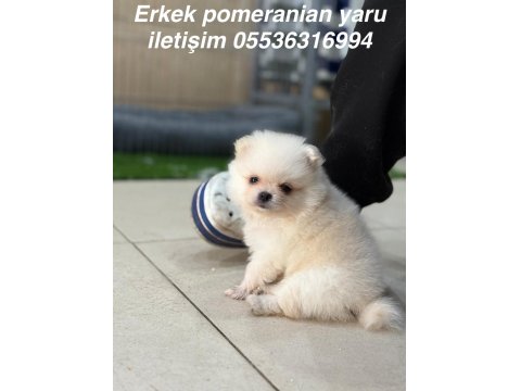 Pomeranian Erkek Yavruları