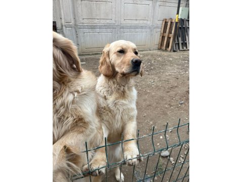 Golden Retriever Cinsi Sevimli Kızımıza Yeni Bir Yuva Arıyoruz