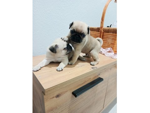 Pug Mops Bebekler