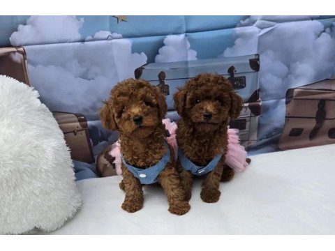 Mükemmel Poodle Bebekleri