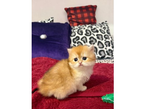 Mükemmel Güzellikte Dişi British Longhair Golden