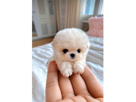 Maltipoo Cinsi