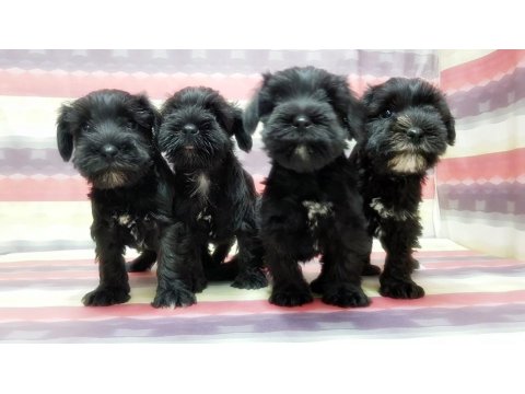 Yavru Minyatür Schnauzer