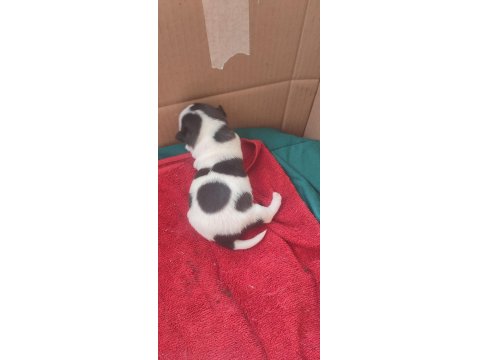 Sahiplendirilecek Chihuahua