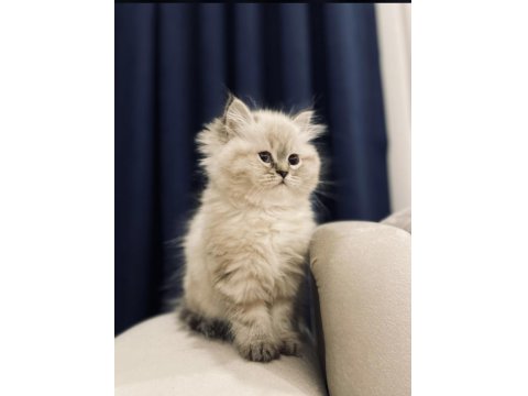 Safkan Cins Kedi Chinchilla