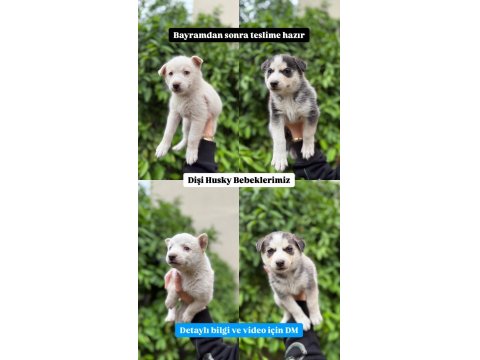 Orijinal Safkan Husky Yavrularımız Yeni Evlerini Arıyor