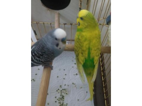 Çift Mutasyon Muhabbet Kuşu