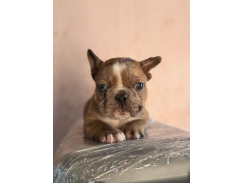 Erkek French Bulldog Köpeği