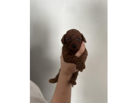 Dark Brown Teacup Poodle Aşılı