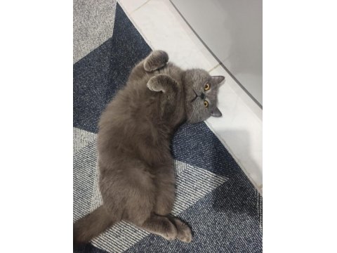 5 Yaşındaki British Longhair Oğlumuza Yeni Yuva Arıyoruz