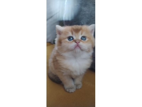 Golden British Shorthair Dişi Yavrular