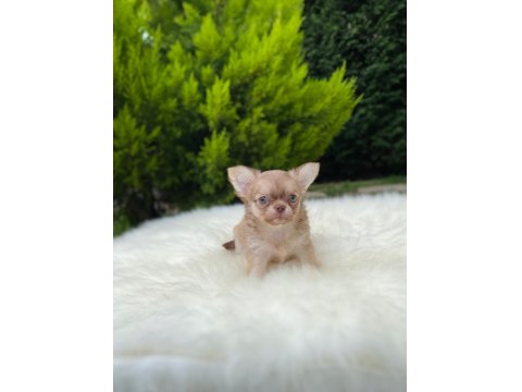 Xs Mini Dişi Erkek Chihuahua Bebeklerimiz