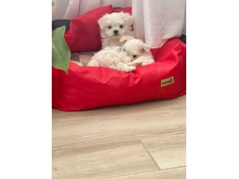 Sağlıklı Ve Sevecen Maltese Yavrumuz