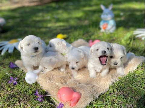 Dünya Tatlısı Maltese Yavruları