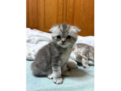 British Ve Scottish Shorthair Kediler
