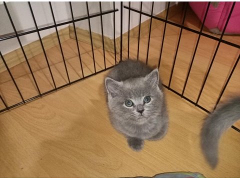 2 Adet Dişi British Shorthair Yavrular