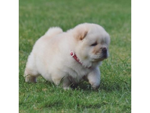 Mükemmel Kalite Chow Chow Köpeği Yavruları
