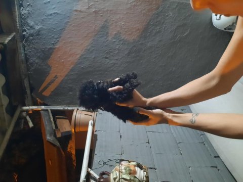 Teacup Toy Poodle Köpeği