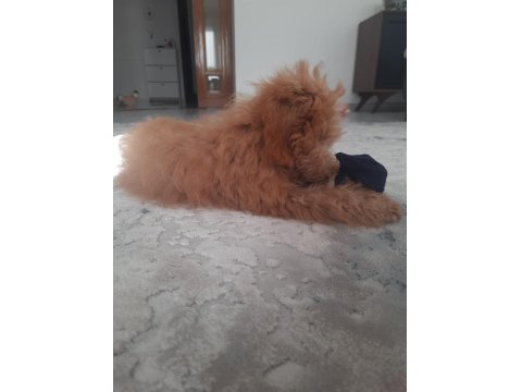 Enerji Bombası Safkan Poodle