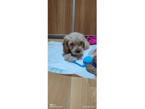 3 Aylık Dişi Ve Erkek Poodle