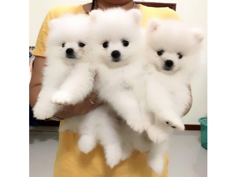 Irk Garantili Pomeranian Yavruları