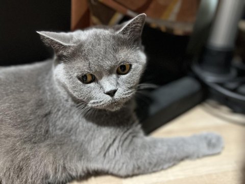 Birbirine Alışkın İki Safkan Dost Kediler Yeni Yuvalarını Arıyor