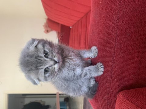 55 Günlük Scottish Fold Erkek Bebeğim