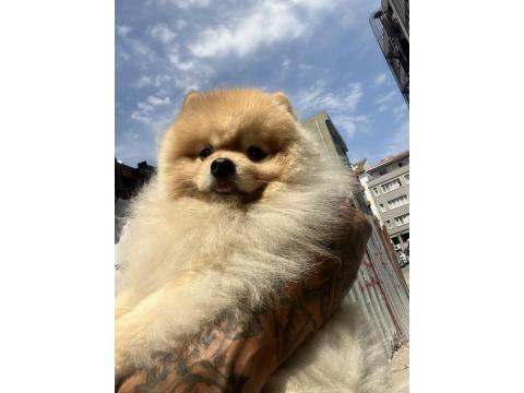 Pomeranian Boo Pasaport Ve Eğitimli Satılık
