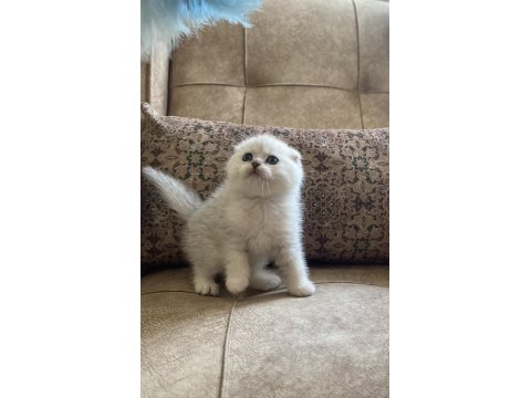Irk Garantili Şecereli Anne Babanın Scottish Fold Silver Bebeği