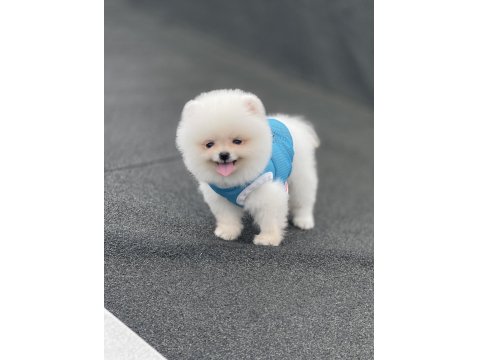 Ayı Surat Pomeranian Boo Yavrular