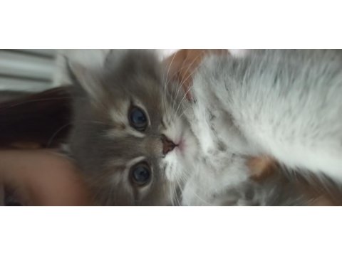 60 Günlük Sağlıklı Yavru Kediler