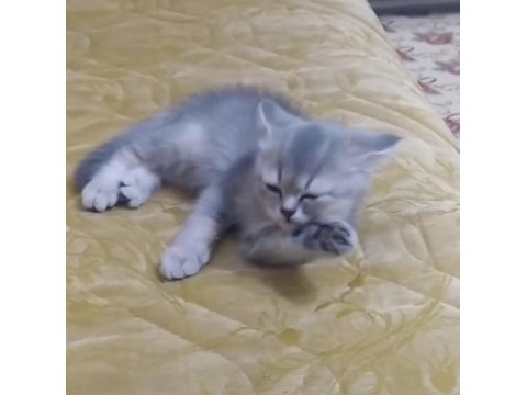 2 Aylık Yavru British Shorthair