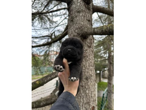 Amerikan Akita Safkan Yavrular