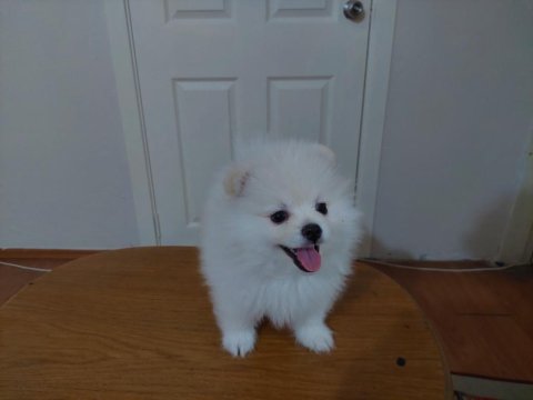 2.5 Aylık Pomeranian Boo/Güney Kore Üretimi/Karne Ve Mikro Çipi Size Ait Olacaktır