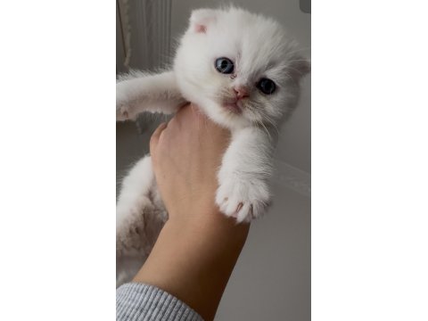 British Shorthair Kedilerimize Güzel Bakabilecek Aile Arıyoruz