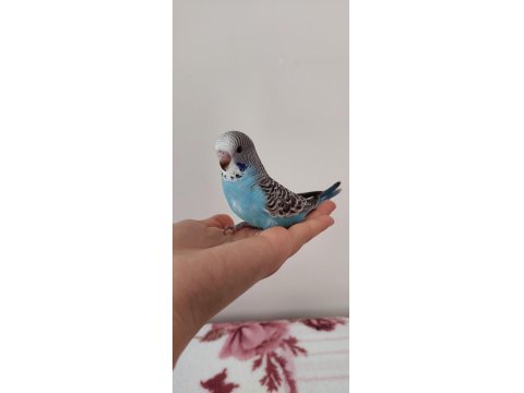 Öğretmenden Evde Beslenen Temiz Bakımlı Muhabbet Kuşları