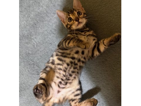 Full Şecereli Bengal Kedisi Yavrusu