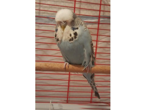 Show Jumbo Muhabbet Kuşu