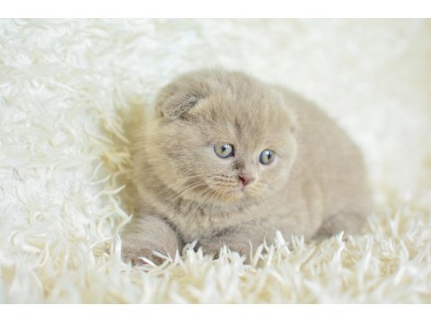 Topaç Kafa Lilac Scottish Fold