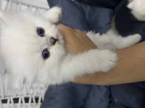 Scottish Fold 2 Dişi 1 Erkek