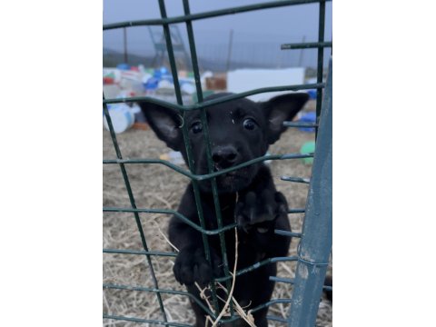 Erkek Siyah Belçika Kurdu