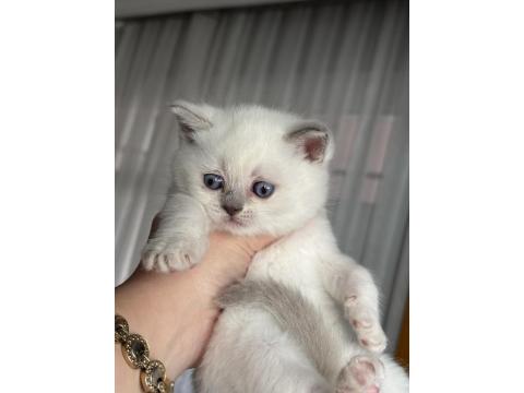 British Shorthair Lilac Ve Beyaz Yavru Kedilerime Yuva Arıyorum