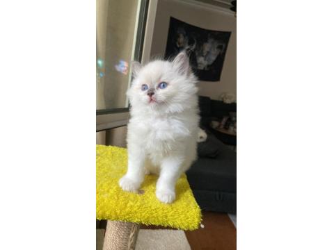 Safkan Ragdoll Yavrular
